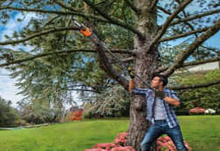 A man in his yard cutting trees with a Pole Saw