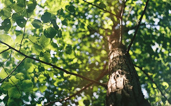 Backyard trees