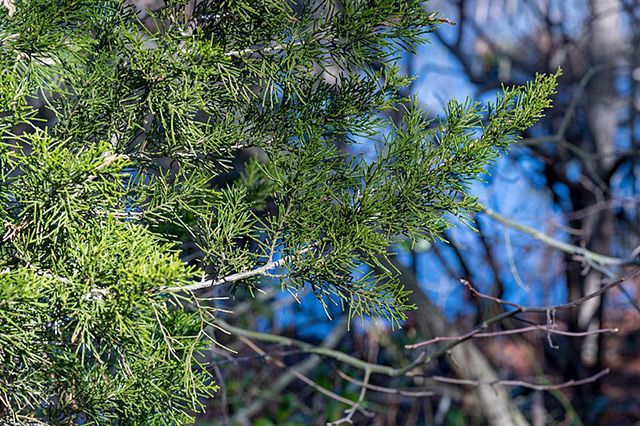 Eastern Red Cedar