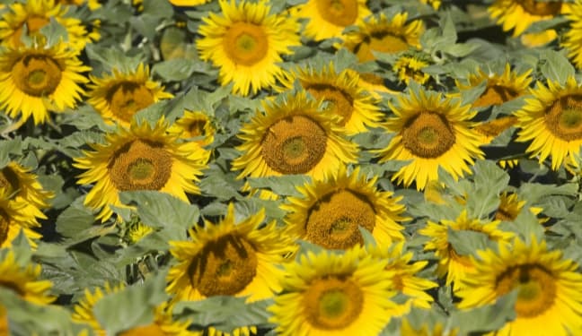 Field of Sunflowers