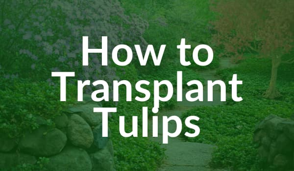 Transplant Tulips