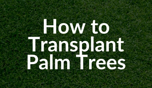 How to transplant palm trees