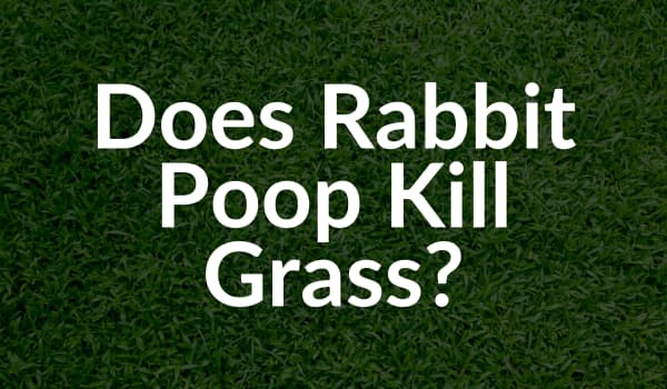 Does rabbit poop kill grass?