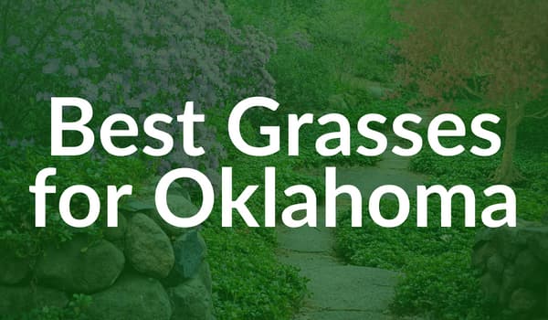 Oklahoma grasses
