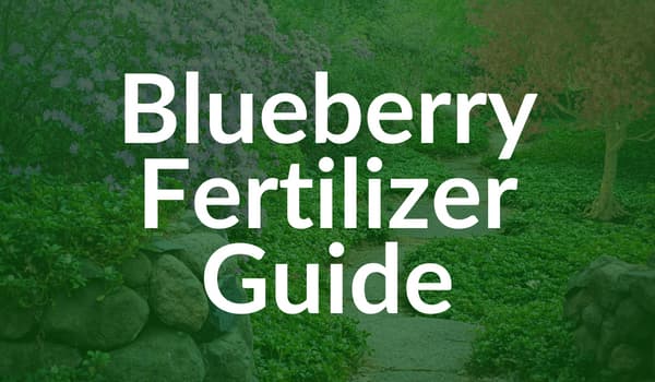 Blueberry Fertilizer Guide